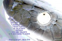 /album/galleria-fotografica/fb-img-1450537364697-jpg/